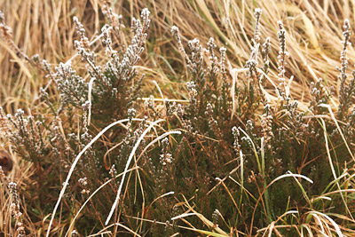 Heidekraut im Frost