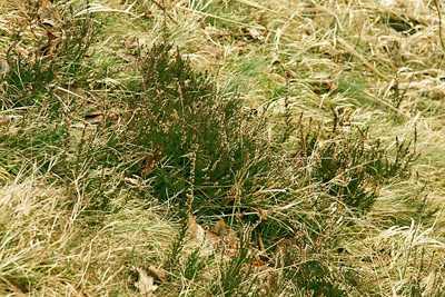 Heidekraut im Frühling